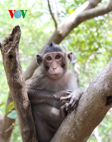 Natural beauty of Can Gio primeval mangrove forest  - ảnh 8